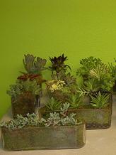 HD Expo Flowers,succulents for trade show booths at Hospitality Design Expo