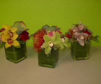 Kokedema succuleOrchids for your convention booth display