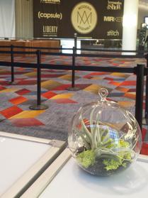 Glass globe with airplant perfect in muliples at convention